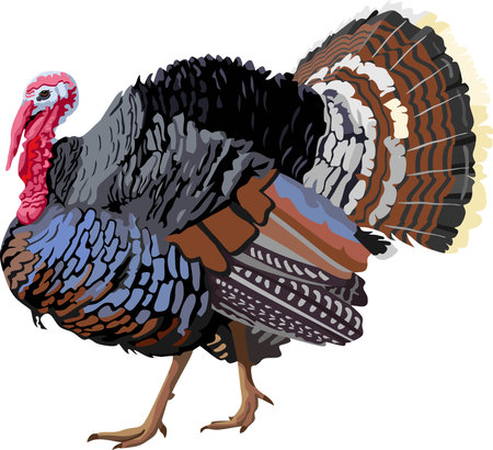 Turkey Bird Animal Poultry Vectorのイラスト素材