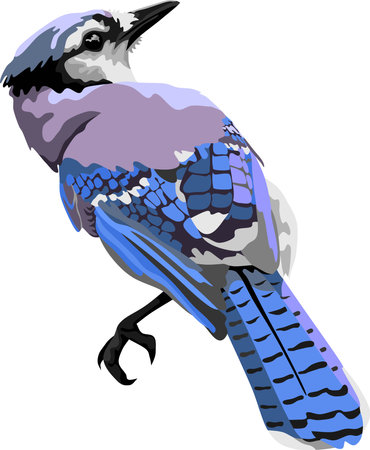 Illustration of a blue jay bird isolated on a white backgroundのイラスト素材