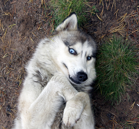 a dog with blue eyes