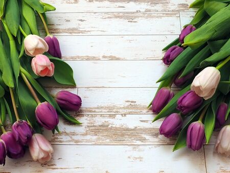 beautiful tulips on light backgroundの写真素材