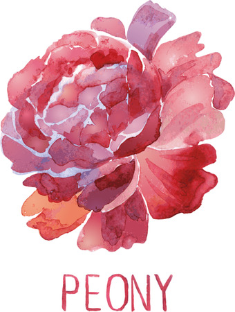 Gorgeous dark red peony flower. Watercolor illustration lush flower on a white backgroundのイラスト素材