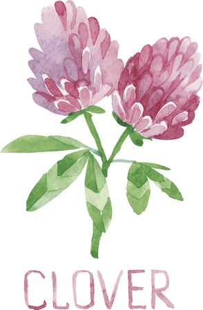 clover. Handmade watercolor illustratuionの写真素材