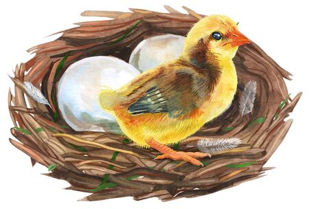 Nest with eggs and chicken. Painted with watercolors on white background. Spring decoration. Decorating for Easter.の写真素材