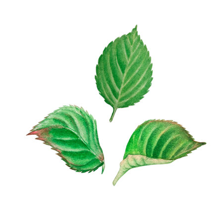 Set of hand painted watercolor elements with hydrangea leaves. Illustrations isolated on white background.の写真素材