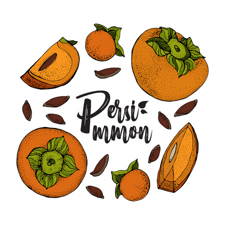 Persimmon vector drawing set. Hand drawn object with Persimmon sliced piece and seeds isolated on white background. Fruit sketch style illustration. Detailed vegetarian food sketch.の写真素材