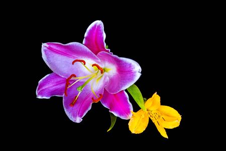 pink lily flower and green leaf isolated on a black background.の写真素材
