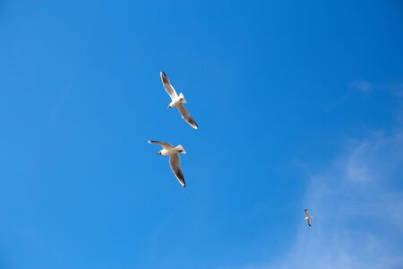 A white seagull soaring high in a blue sky.の写真素材