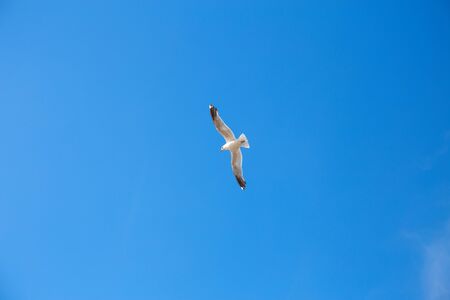 A white seagull soaring high in a blue sky.の写真素材