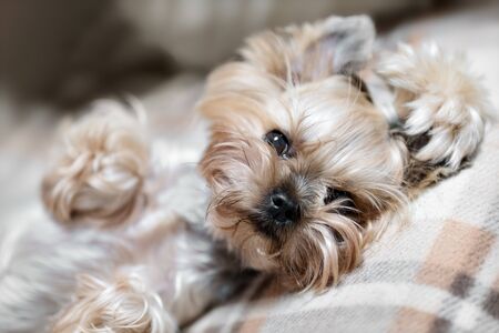 In a cozy home stop, a cute and fluffy terrera puppy lies on the sofa.の写真素材