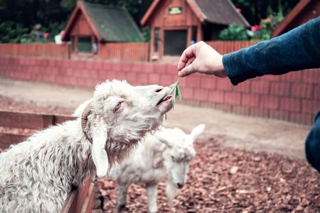 A boy feeds a goat with green grass at a contact zoo.