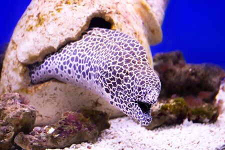 Beautifully underwater deep in the sea. Texture of water in the ocean with tropical fish.
