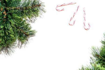 The fluffy branches of spruce pine are located opposite each other in the corners, closeup isolated...