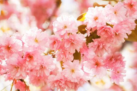 Beautiful branch of a pink apple tree close-up on a spring bright sunny day. A happy mood for everyone for the whole family.の写真素材