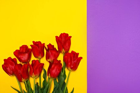 Bouquet of red tulips on a yellow and violet background. View from above. Place for your text or advertisement. Floral or Womens Day concept.の写真素材