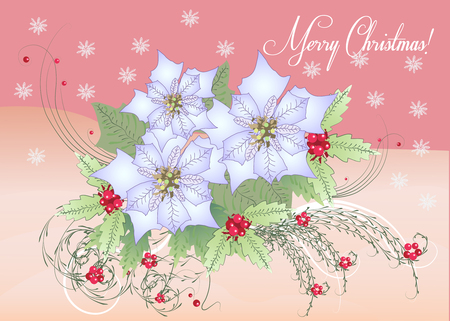 Card White Poinsettia and Berry.Vector Illustrationのイラスト素材