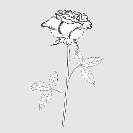 One rose sketch black and white. Vector illustrationのイラスト素材
