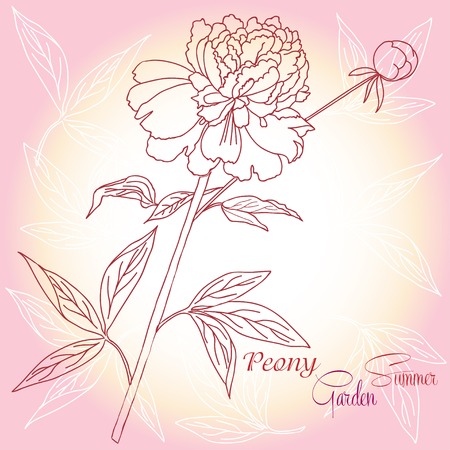 Background with one  pink peony. Vector illustrationのイラスト素材