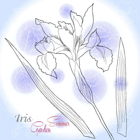 Blue background with one iris. Vector illustrationのイラスト素材
