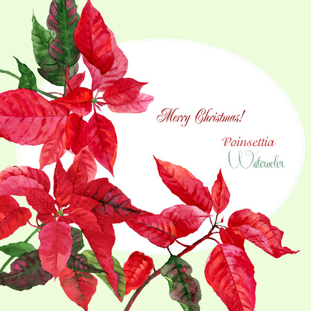 Background  with red poinsettia. Vector watercolor illustrationのイラスト素材
