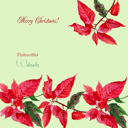 Background  with red poinsettia. Vector watercolor illustrationのイラスト素材