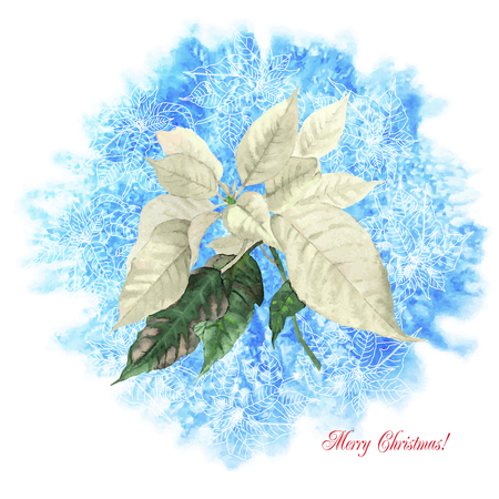Background  with Christmas poinsettia. Vector watercolor illustrationのイラスト素材
