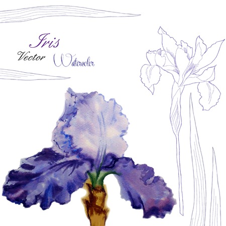 Iris flower.Watercolor illustration. Vector illustrationのイラスト素材