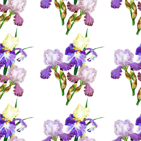 Seamless pattern with colored irises. Hand painted watercolor flowers. Botanical elements for illustrations and greeting cardsの写真素材