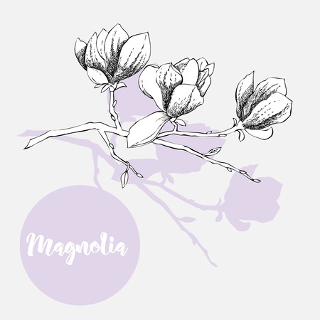 Magnolia, spring flowers illustration on white background.のイラスト素材