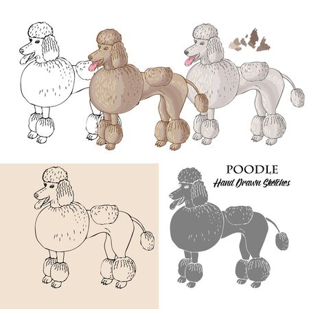 Hand drawn Poodle dogs sketches. Silhouette and drawing. Vector illustrationのイラスト素材