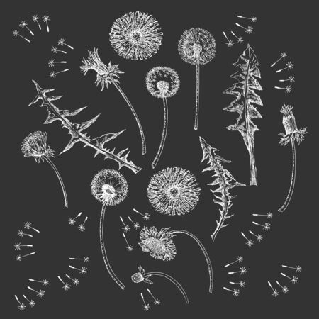 Ilustración de Dandelions Flowers Seamless Pattern.  Hand drawn sketches - Imagen libre de derechos