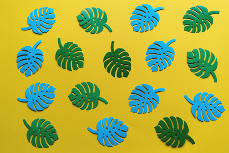 Blue and green leaves of Monstera on a yellow background, flatlay.の写真素材