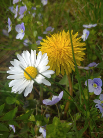 Photo of nature, landscape, floral palette, bright colors, natural landscapes, living nature.の写真素材
