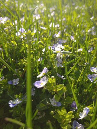 Photo of nature, landscape, floral palette, bright colors, natural landscapes, living nature.の写真素材