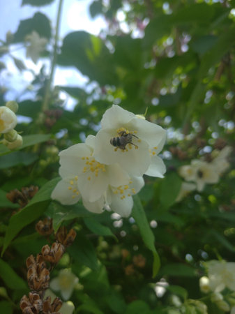 Photo of a natural summer landscape with vegetation and flowers under a clear sky. Nature, landscape, palettes of bright colors of living nature.の写真素材