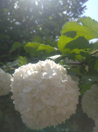 Photo of a natural summer landscape with vegetation and flowers under a clear sky. Nature, landscape, palettes of bright colors of living nature.の写真素材