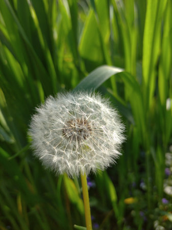 Photo of a natural summer landscape with vegetation and flowers under a clear sky. Nature, landscape, palettes of bright colors of living nature.の写真素材
