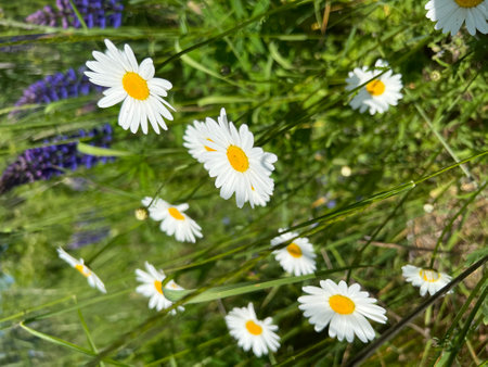 Photo of a natural summer landscape with vegetation and flowers under a clear sky. Nature, landscape, palettes of bright colors of living nature.の写真素材