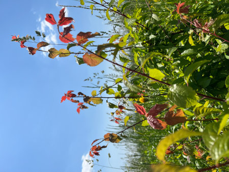 Photo of a natural summer landscape with vegetation and flowers under a clear sky. Nature, landscape, palettes of bright colors of living nature.の写真素材