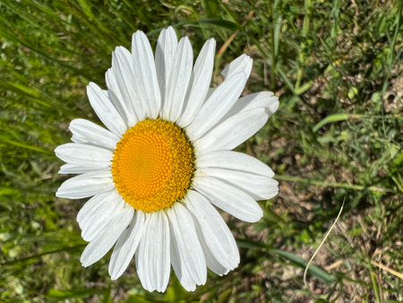 Photo of a natural summer landscape with vegetation and flowers under a clear sky. Nature, landscape, palettes of bright colors of living nature.の写真素材