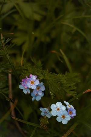 Flowers in the forest
