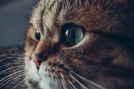 Portrait of a ginger catの写真素材
