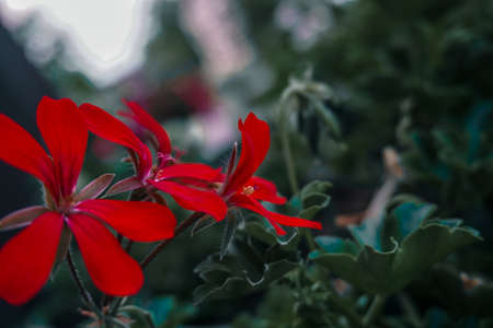 Red geranium after rain at sunset