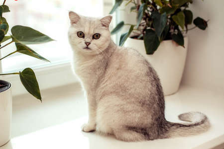 Adorable white British cat sits on a windowsill against a background of domestic flowersの写真素材
