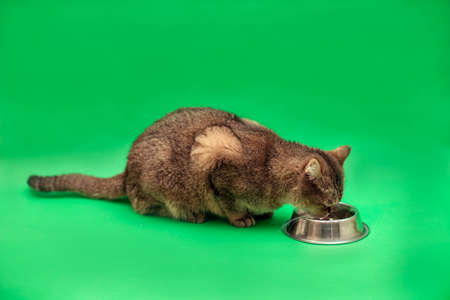 Brown British cat eats food from a bowl on a green backgroundの写真素材