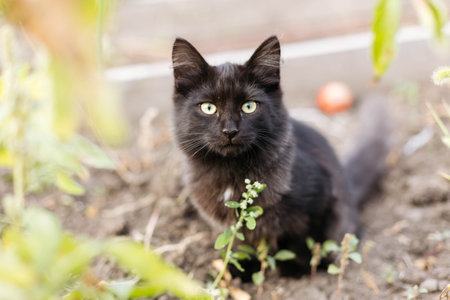 A black kitten is sitting outside and looking at the camera.の写真素材