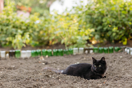 A black cat without a breed lies on the ground against the background of nature.の写真素材