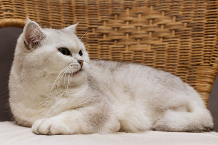 Portrait of a beautiful British cat Scottish Straight white. The cat lies on a wicker chair and looks to the sideの写真素材