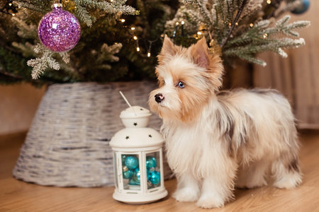 Funny little dog in the background of Christmas decorations at home.の写真素材