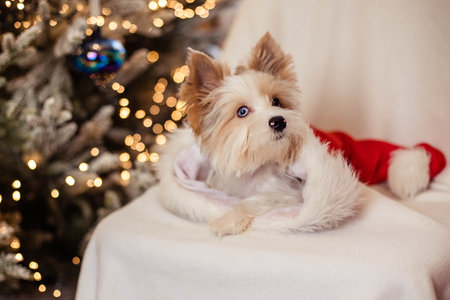 A funny little dog lies on a chair in the cap of a santa against the background of Christmas decorations.の写真素材