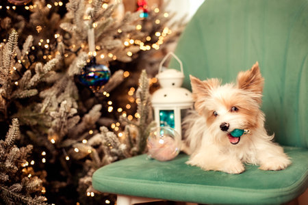 Funny Yorkshire Terrier dog playing with a Christmas ball on the background of a Christmas tree.の写真素材